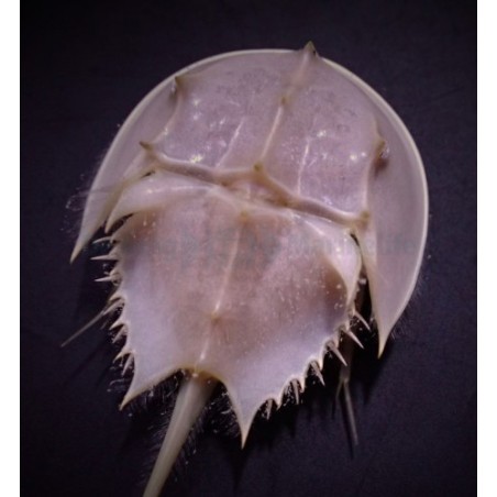 Limulus polyphemus - Horseshoe Crab