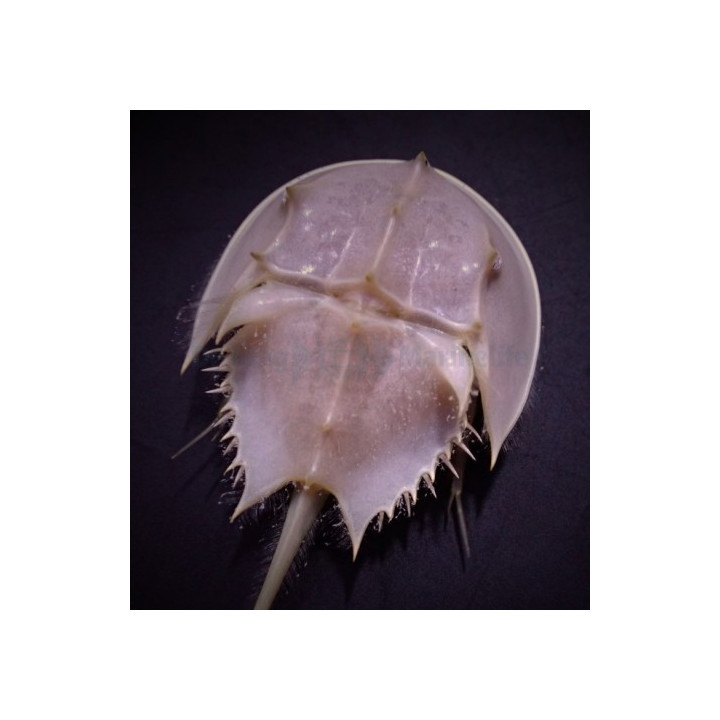 Limulus polyphemus - Horseshoe Crab