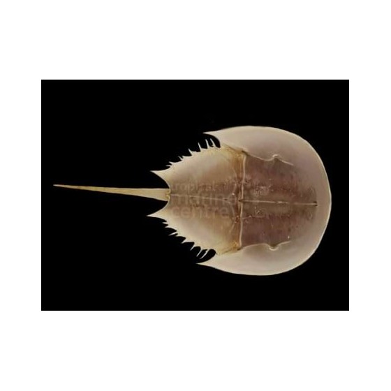 Limulus polyphemus - Horseshoe Crab