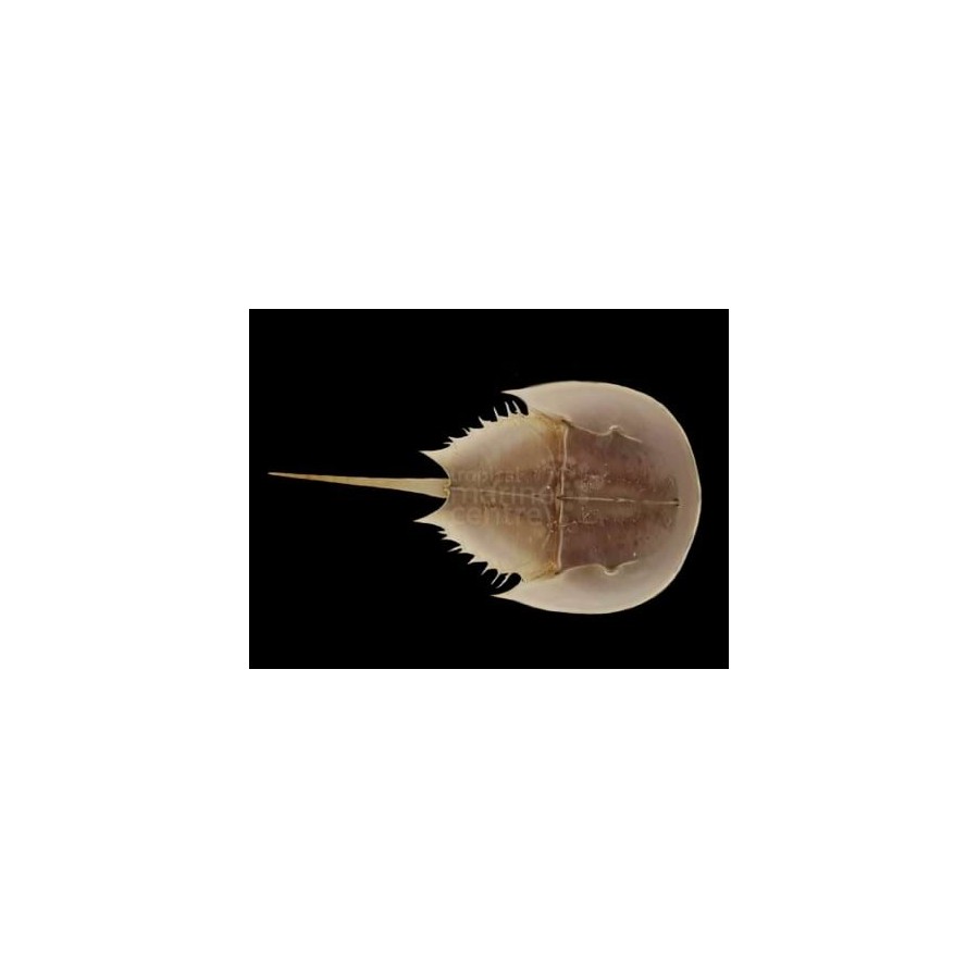 Limulus polyphemus - Horseshoe Crab