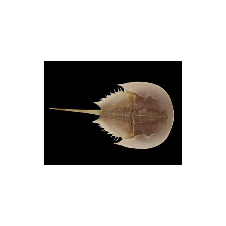 Limulus polyphemus - Horseshoe Crab