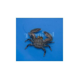 Petrolisthes australiensis - Porcelain crab