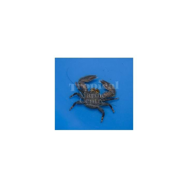 Petrolisthes australiensis - Porcelain crab