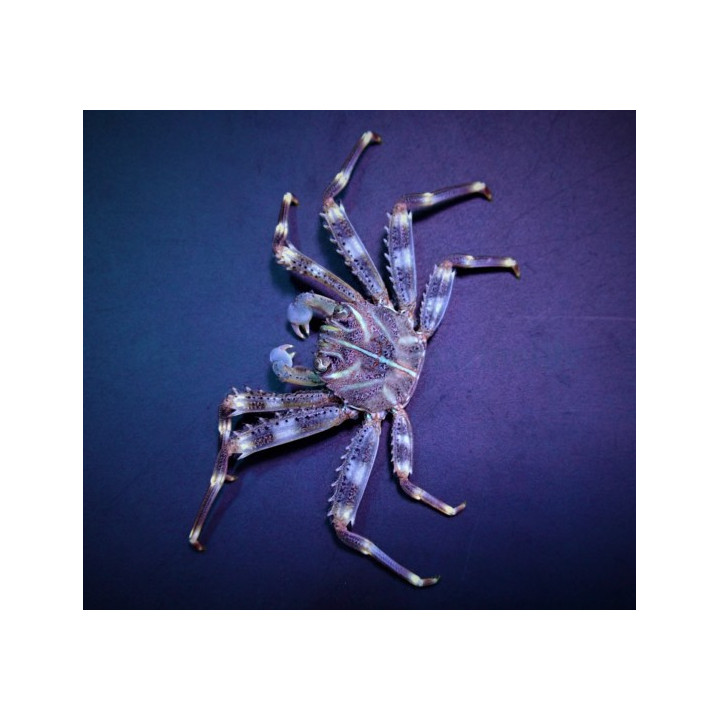 Percnon gibbesi - Sally Lightfoot crab