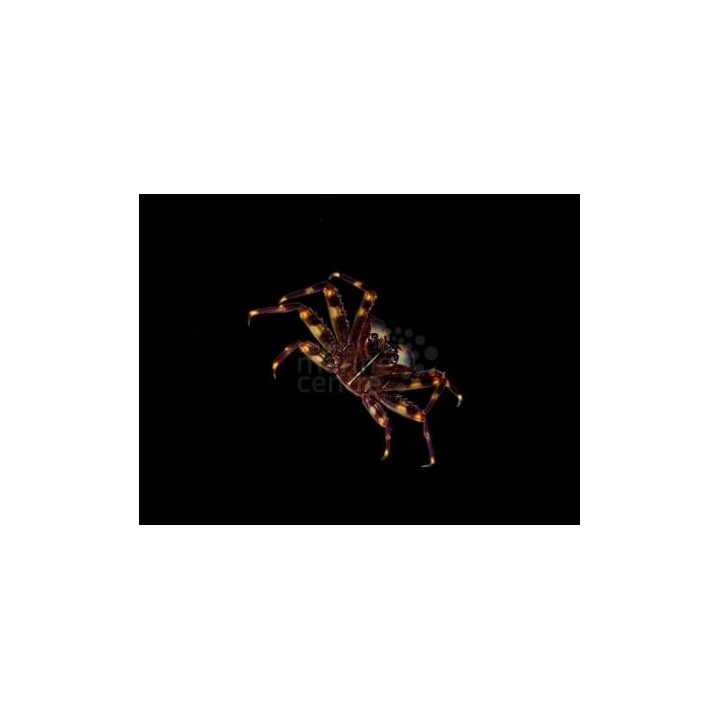 Percnon gibbesi - Sally Lightfoot crab