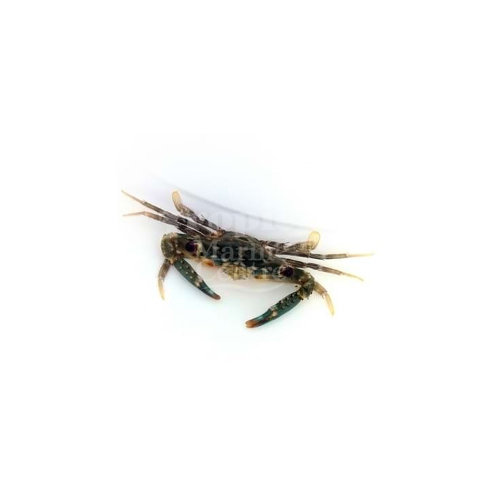 Portunus sp. - Swimming crab