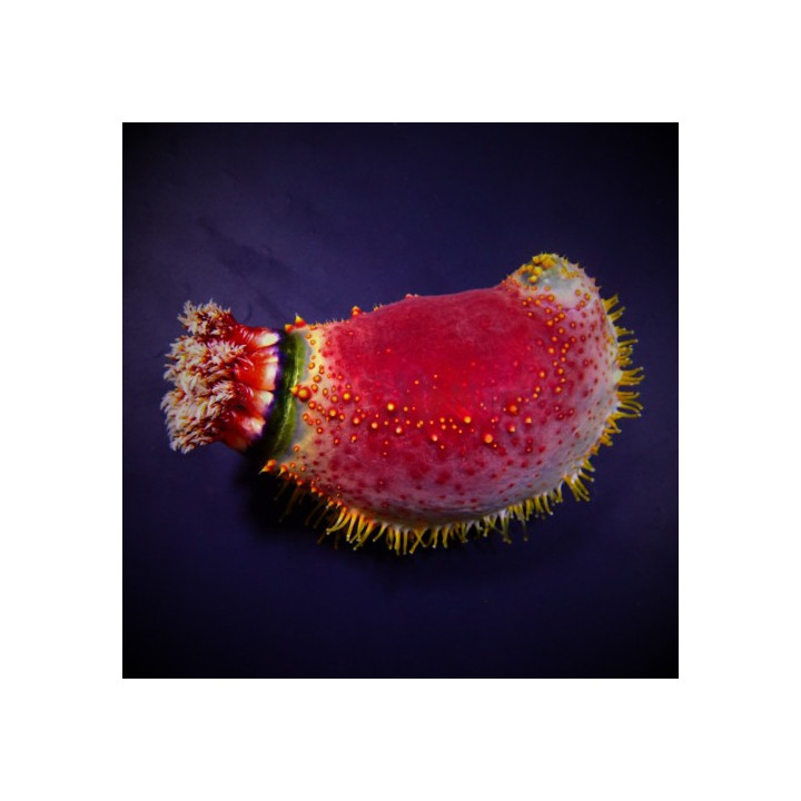 Pseudocolochirus violaceus - Australian cucumber