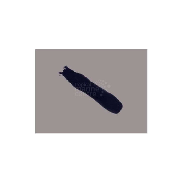Holothuria leucospilota – Black Cucumber | Reef safe pohjapuhdistaja merivesiakvaarioon
