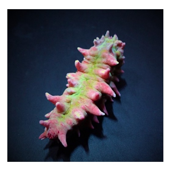 Colochirus crassus - Candy Cucumber