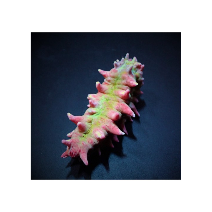 Colochirus crassus - Candy Cucumber
