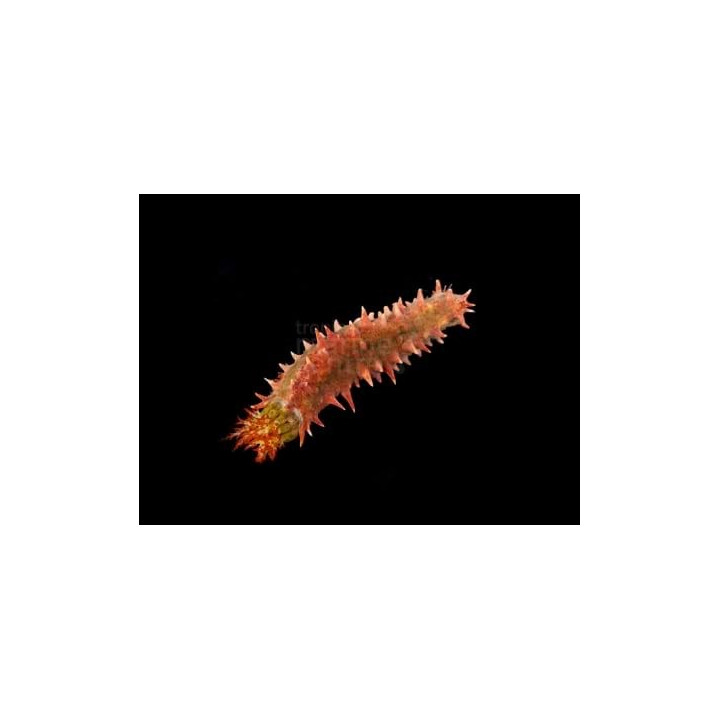 Colochirus crassus - Candy Cucumber