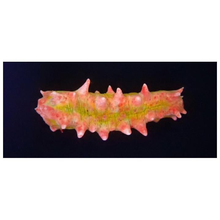 Colochirus crassus - Candy Cucumber