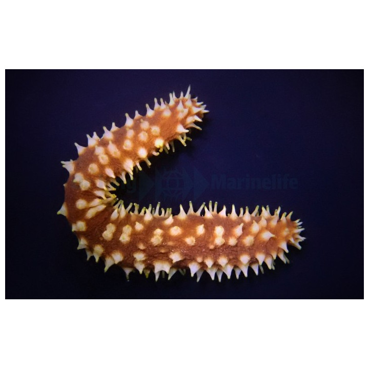 Holothuria hilla - Caramel Cucumber