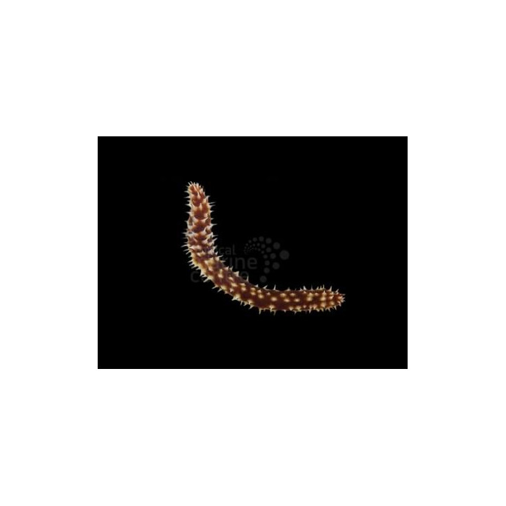 Holothuria hilla - Caramel Cucumber