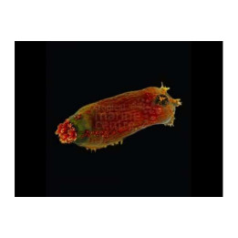 Pseudocolochirus violaceus - Clown Cucumber