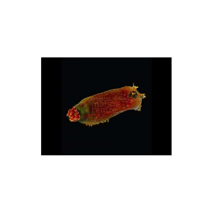 Pseudocolochirus violaceus - Clown Cucumber