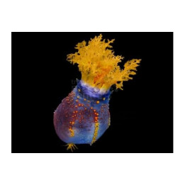 Pseudocolochirus violaceus - Clown Cucumber - Purple
