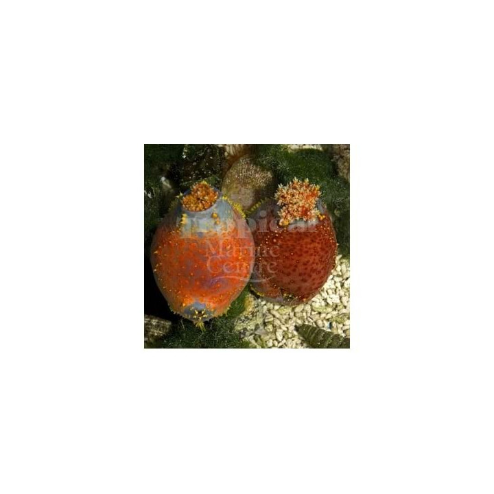 Pseudocolochirus violaceus - Clown Cucumber - Red