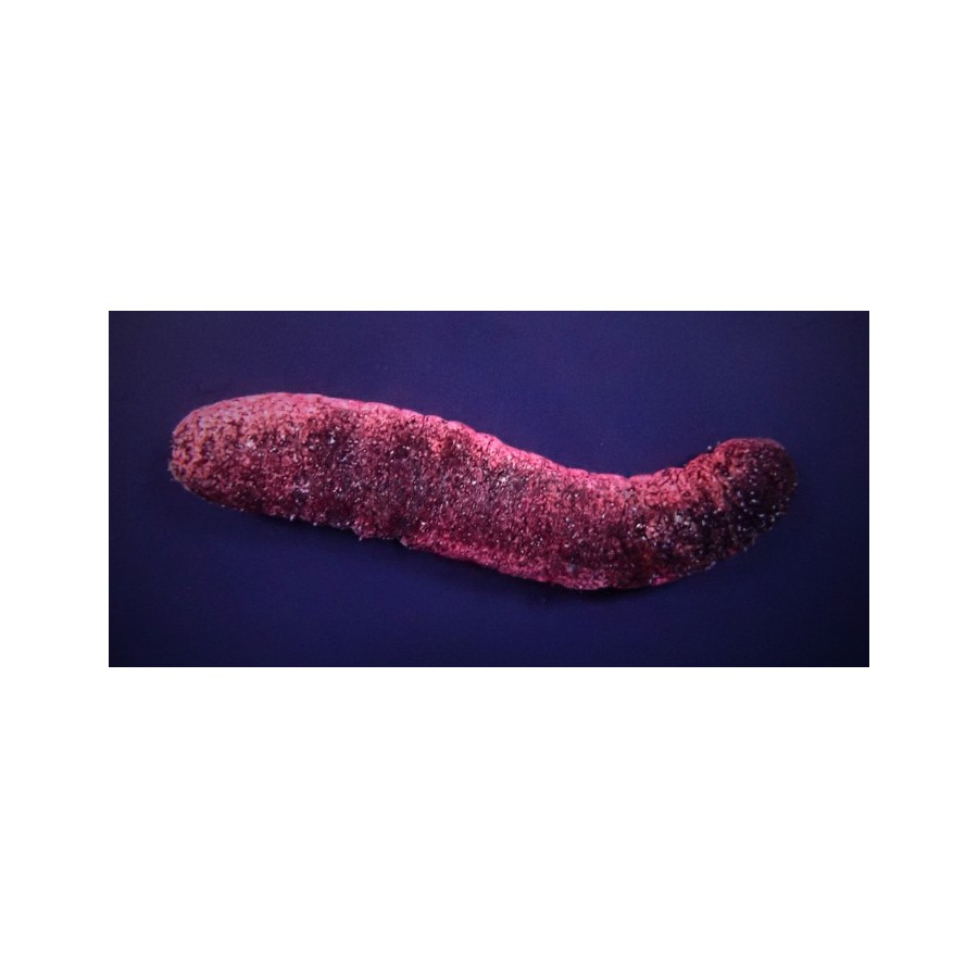 Holothuria edulis - Pink Cucumber