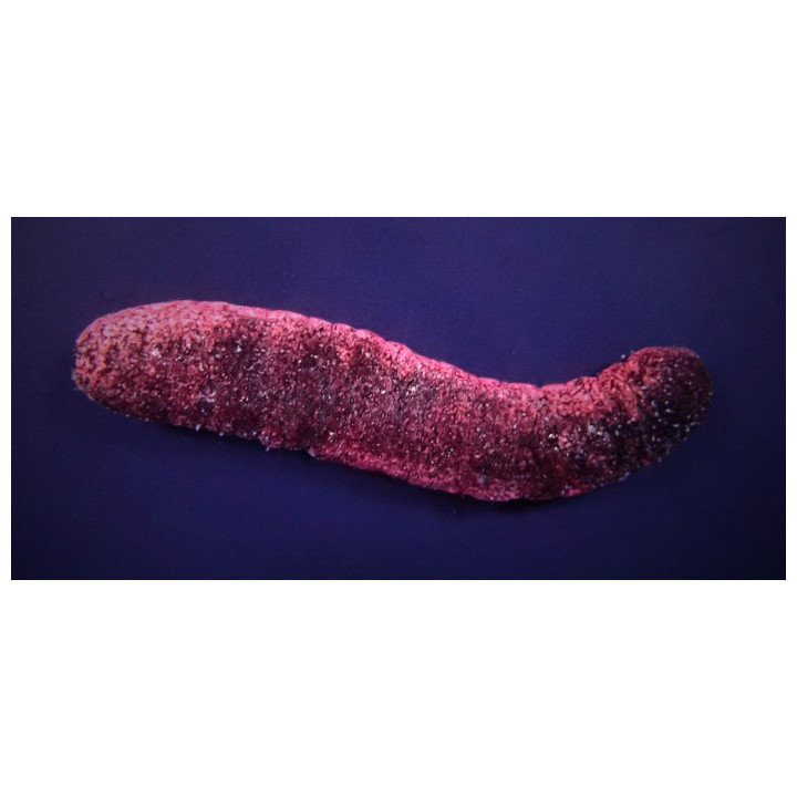Holothuria edulis - Pink Cucumber