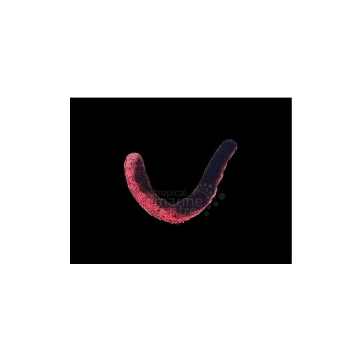 Holothuria edulis - Pink Cucumber
