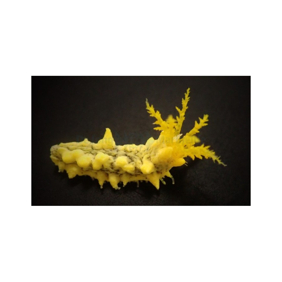 Colochirus robustus - Yellow Cucumber