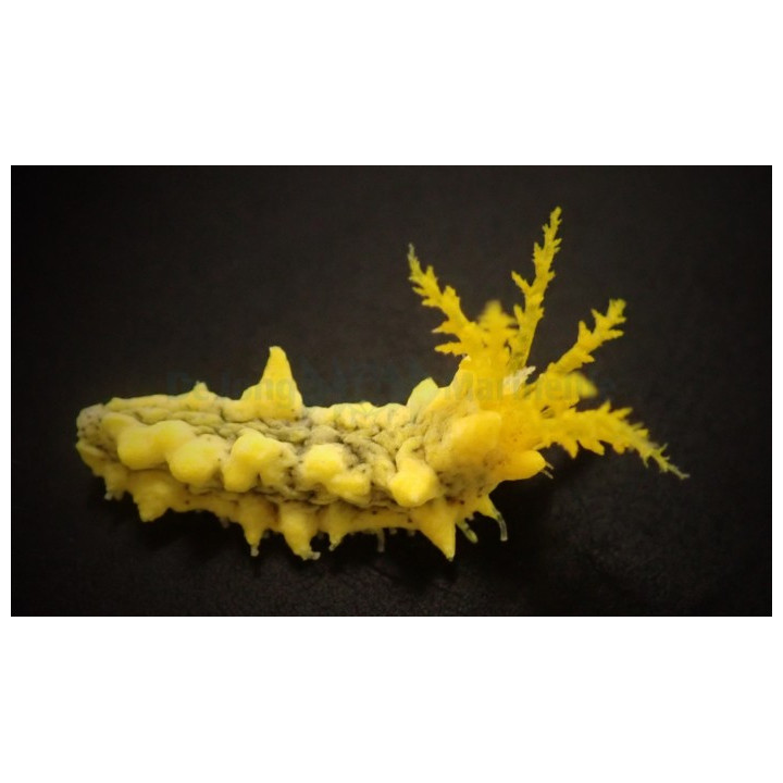 Colochirus robustus - Yellow Cucumber