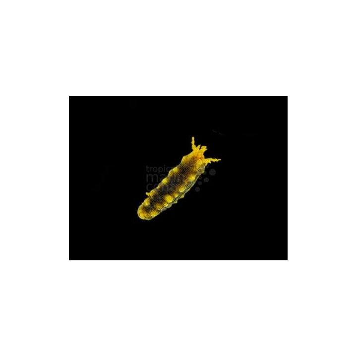 Colochirus robustus - Yellow Cucumber