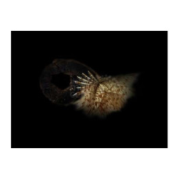 Sabellastarte sp. – Feather Duster Worm | Reef safe suodattaja-akvaarioon