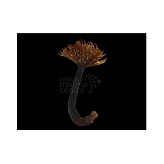 Sabellastarte magnifica - Feather Duster - Caribbean