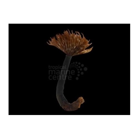 Sabellastarte magnifica - Feather Duster - Caribbean