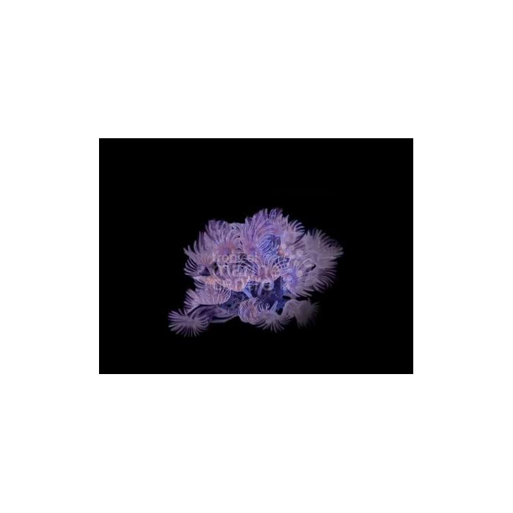 Bispira brunnea - Feather Duster - Cluster