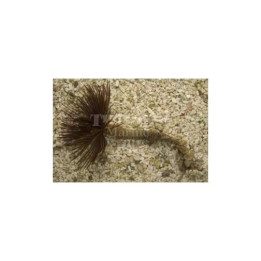 Sabellastarte sp. - Feather Duster - Giant Hawaiian
