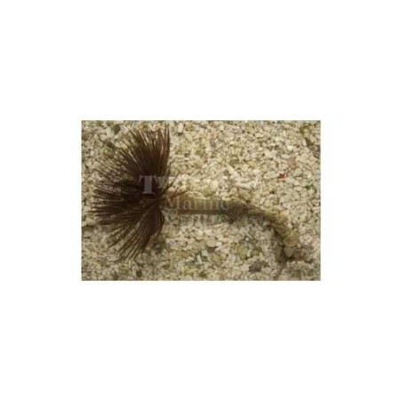 Sabellastarte sp. - Feather Duster - Giant Hawaiian