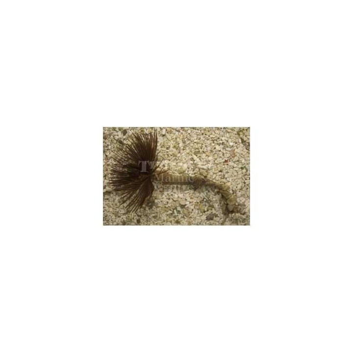 Sabellastarte sp. - Feather Duster - Giant Hawaiian