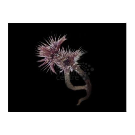 Sabellastarte sp. - Feather Duster - Indian Ocean