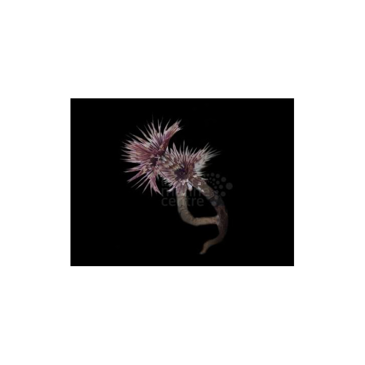 Sabellastarte sp. - Feather Duster - Indian Ocean