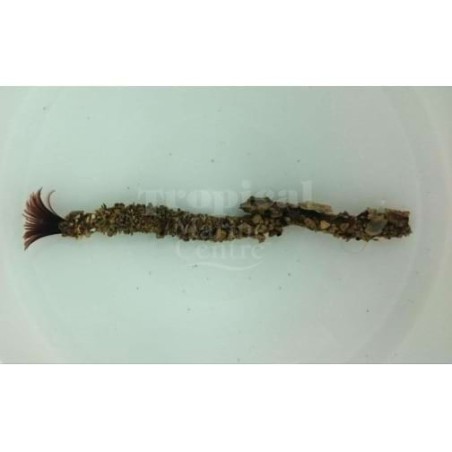 Sabellastarte sp. - Feather Duster - Midnight