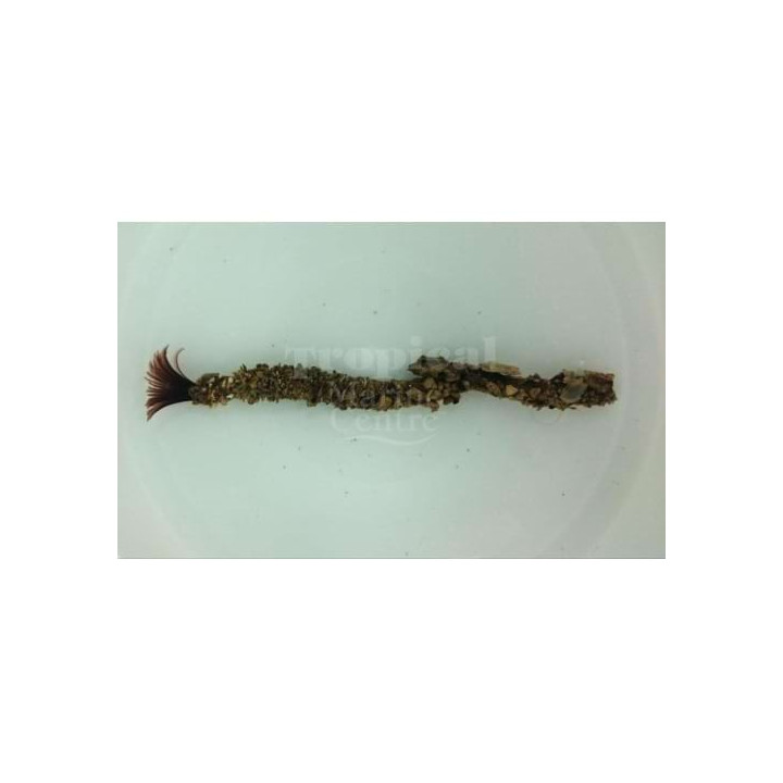 Sabellastarte sp. - Feather Duster - Midnight