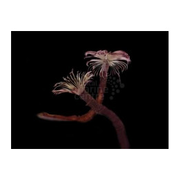 Bispira guinensis -  Feather Duster - Pink & White