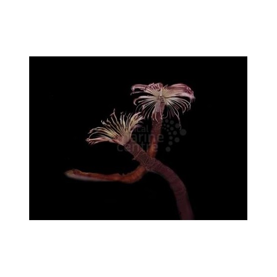 Bispira guinensis -  Feather Duster - Pink & White