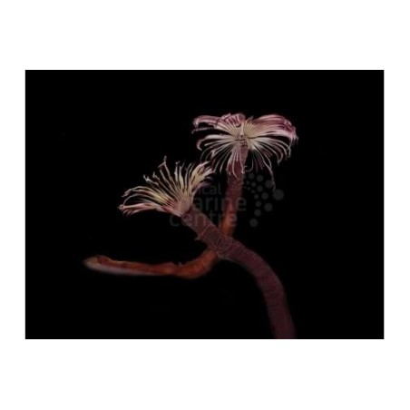 Bispira guinensis -  Feather Duster - Pink & White