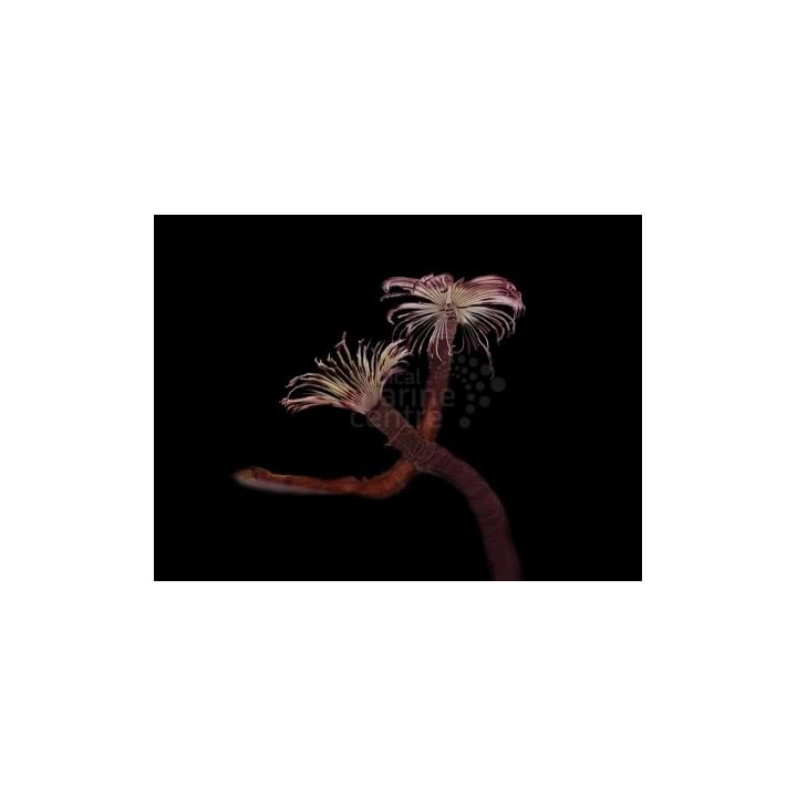 Bispira guinensis -  Feather Duster - Pink & White