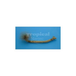 Bispira sp. -  Feather Duster - Spiral