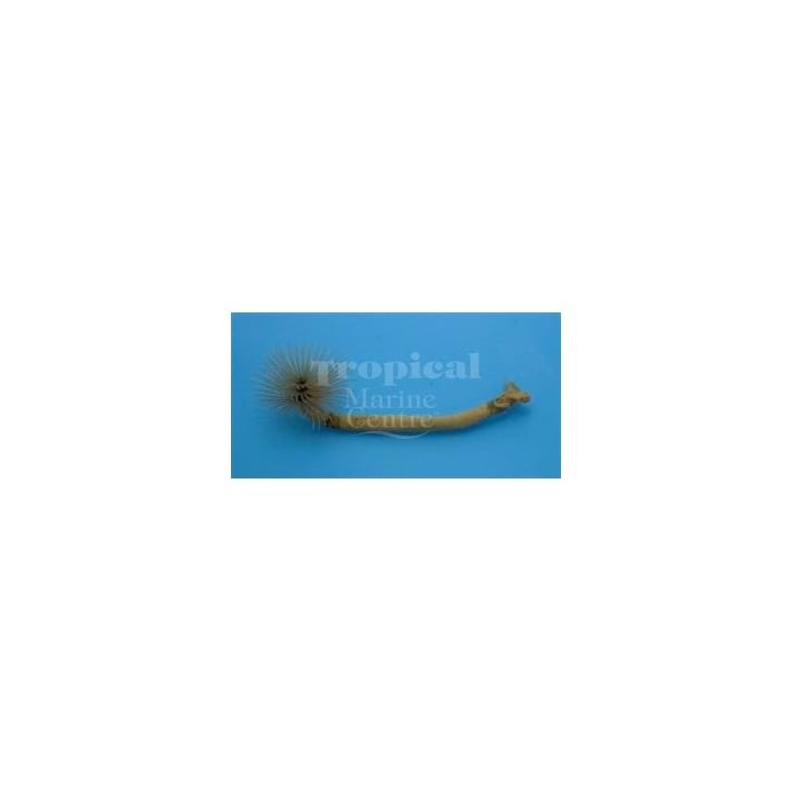 Bispira sp. -  Feather Duster - Spiral