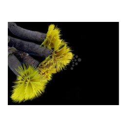 Sabellastarte sp. - Feather Duster - Spiral Gold / Red