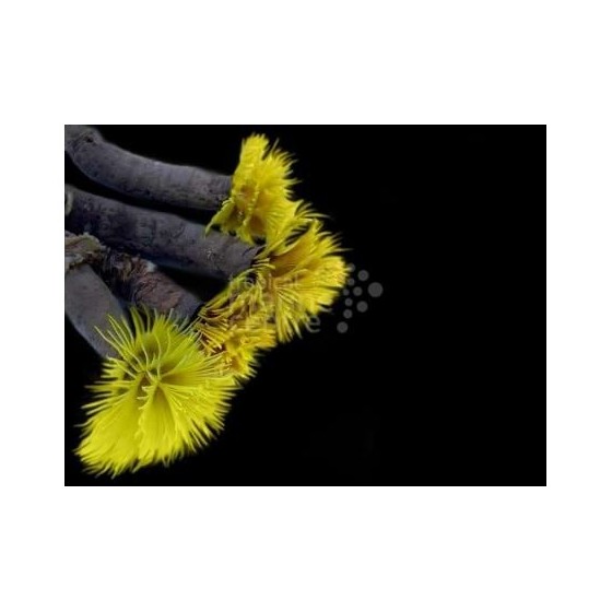 Sabellastarte sp. - Feather Duster - Spiral Gold / Red