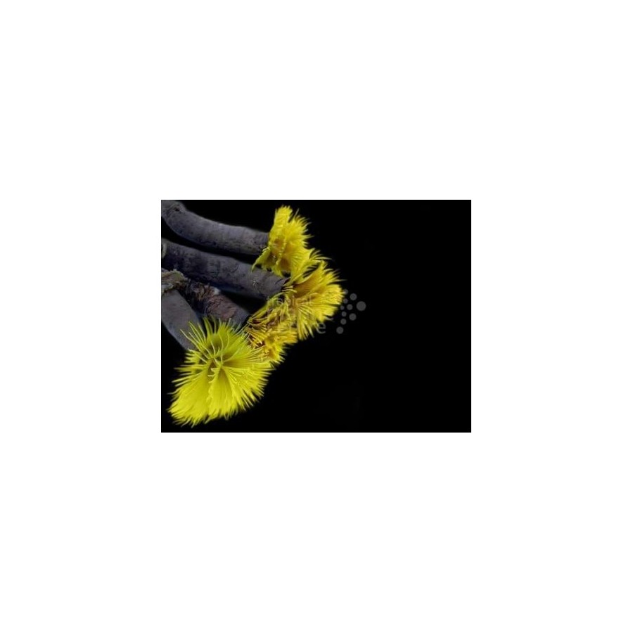 Sabellastarte sp. - Feather Duster - Spiral Gold / Red