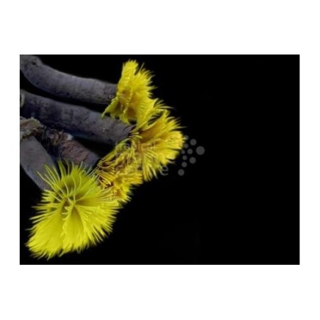 Sabellastarte sp. - Feather Duster - Spiral Gold / Red