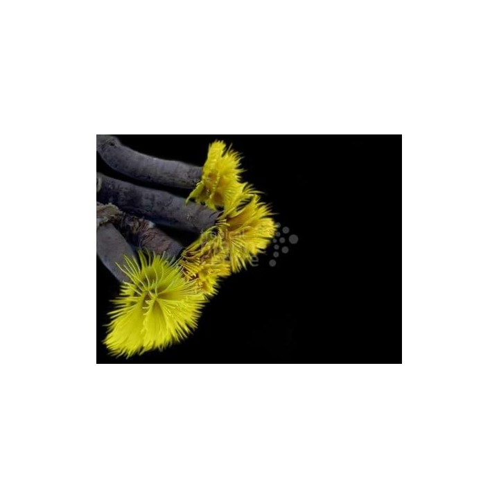 Sabellastarte sp. - Feather Duster - Spiral Gold / Red